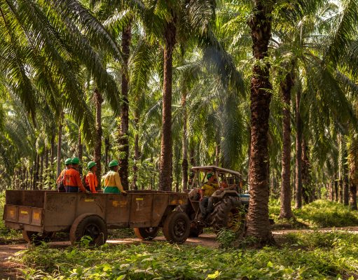 Grupo Daabon celebra 15 años de la certificación RSPO reafirmando su liderazgo en aceite de palma sostenible