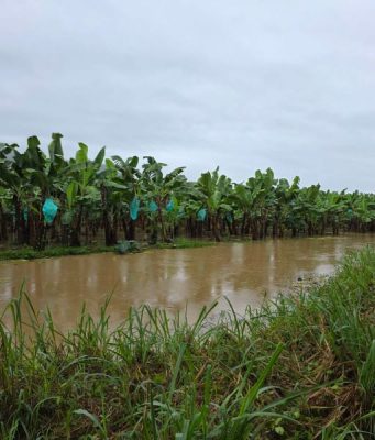ASBAMA activa plan de contingencia para proteger a productores, trabajadores y cultivos de banano por fuertes lluvias
