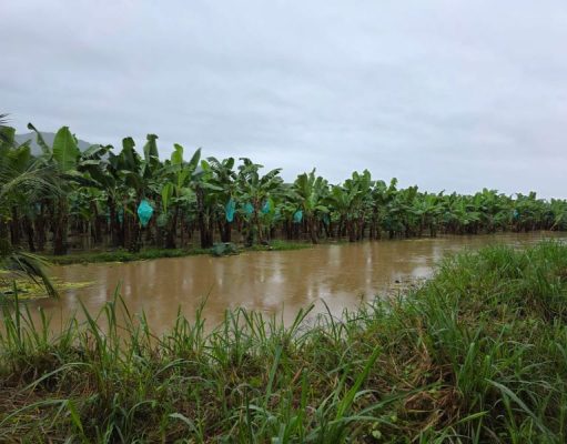 ASBAMA activa plan de contingencia para proteger a productores, trabajadores y cultivos de banano por fuertes lluvias