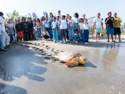 CORPAMAG y Fundación CIM Caribe liberan 41 tortugas caguamas