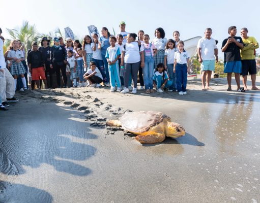 CORPAMAG y Fundación CIM Caribe liberan 41 tortugas caguamas