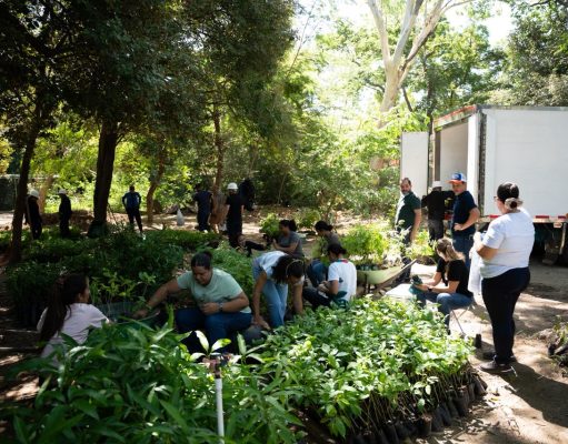 CORPAMAG y Diócesis de Santa Marta se unen para proteger la palma de cera en Semana Santa