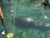 Manatí “Ciruelito” regresó al mar luego de rehabilitación en Centro de Rescate de Rescate de Fauna Marina
