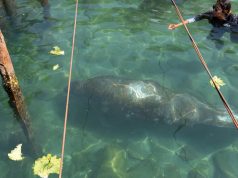 Manatí “Ciruelito” regresó al mar luego de rehabilitación en Centro de Rescate de Rescate de Fauna Marina