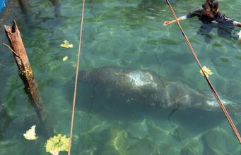 Manatí “Ciruelito” regresó al mar luego de rehabilitación en Centro de Rescate de Rescate de Fauna Marina