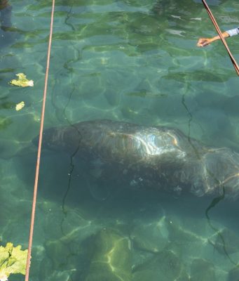 Manatí “Ciruelito” regresó al mar luego de rehabilitación en Centro de Rescate de Rescate de Fauna Marina