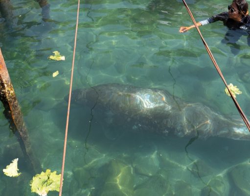 Manatí “Ciruelito” regresó al mar luego de rehabilitación en Centro de Rescate de Rescate de Fauna Marina
