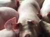 Colombia refuerza medidas para mantener al país libre de Peste Porcina Africana