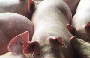Colombia refuerza medidas para mantener al país libre de Peste Porcina Africana