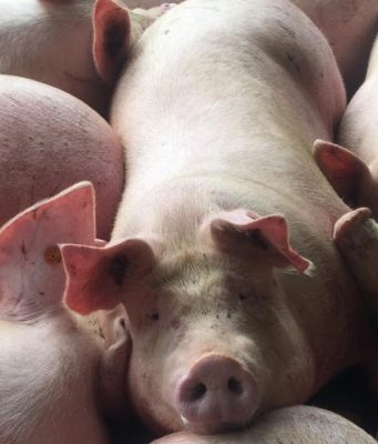 Colombia refuerza medidas para mantener al país libre de Peste Porcina Africana