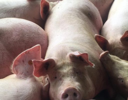 Colombia refuerza medidas para mantener al país libre de Peste Porcina Africana