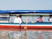 CORPAMAG conmemoró Día de la Tierra liberando 8 flamencos rosados en la Ciénaga Grande