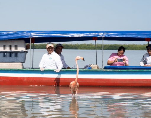 CORPAMAG conmemoró Día de la Tierra liberando 8 flamencos rosados en la Ciénaga Grande