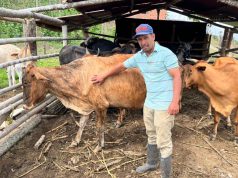 Del 4 de mayo al 23 de junio, se realizará 1er ciclo de vacunación contra la aftosa