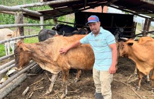 Del 4 de mayo al 23 de junio, se realizará 1er ciclo de vacunación contra la aftosa