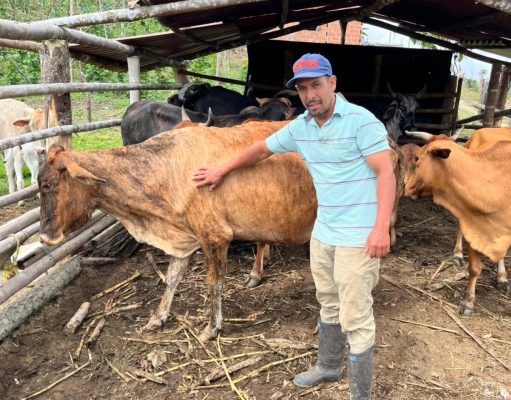 Del 4 de mayo al 23 de junio, se realizará 1er ciclo de vacunación contra la aftosa