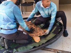 Tortuga caguama rescatada por pescadores de Ciénaga fue atendida y devuelta al mar
