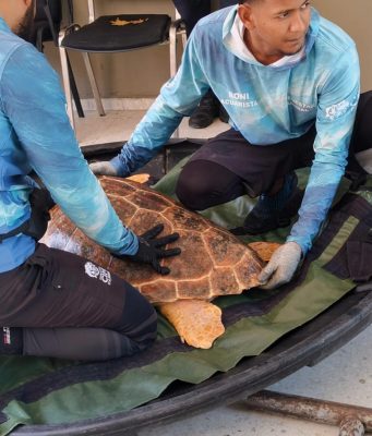 Tortuga caguama rescatada por pescadores de Ciénaga fue atendida y devuelta al mar