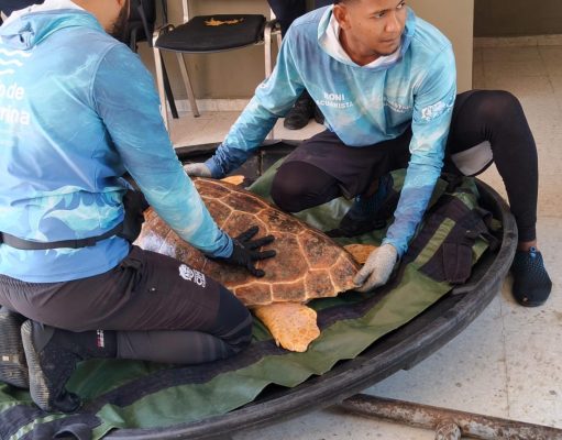 Tortuga caguama rescatada por pescadores de Ciénaga fue atendida y devuelta al mar