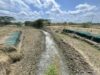 Remolino / Fenómeno de El Niño disminuye caudal del río Magdalena y afecta ingreso de agua a los caños de la Ciénaga Grande