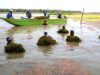 CORPAMAG inició prueba piloto de remoción manual de la hydrilla