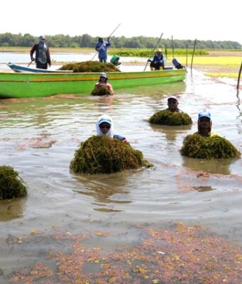 CORPAMAG inició prueba piloto de remoción manual de la hydrilla