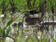 CORPAMAG celebró Día Mundial de las Aves Migratorias vinculándose al Global Big Day
