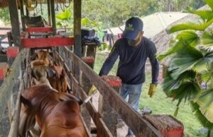 Primer Ciclo de vacunación contra aftosa ha avanzado el 34,3 %