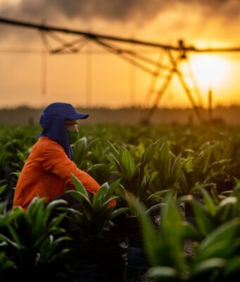 Daabon concluye adquisición de Agropalma e inicia operaciones en el mercado brasileño
