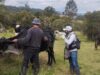 Colombia ha inmunizado contra fiebre aftosa 14,4 millones de bovinos y bufalinos