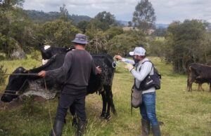 Colombia ha inmunizado contra fiebre aftosa 14,4 millones de bovinos y bufalinos