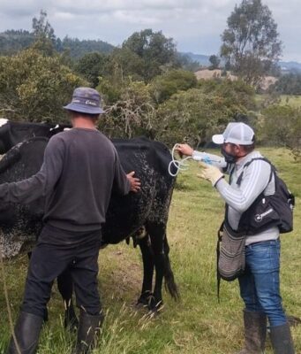 Colombia ha inmunizado contra fiebre aftosa 14,4 millones de bovinos y bufalinos