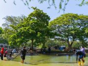 UNIMAGDALENA inicia adecuación y mantenimiento del lago artificial