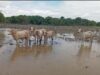 Sector ganadero afronta pérdidas por $13.000 millones por afectaciones climáticas, según FEDEGÁN