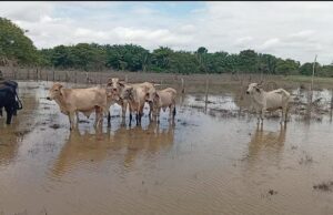 Sector ganadero afronta pérdidas por $13.000 millones por afectaciones climáticas, según FEDEGÁN