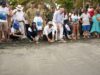 CORPAMAG, Fundación Museo del Mar y Ejército liberaron 25 tortugas marinas