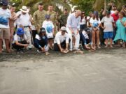 CORPAMAG, Fundación Museo del Mar y Ejército liberaron 25 tortugas marinas