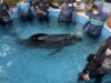 Taganga/ Centro de Rescate de Fauna Marina atiende varamiento de Delfín Calderón