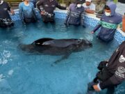 Taganga/ Centro de Rescate de Fauna Marina atiende varamiento de Delfín Calderón