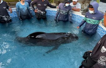 Taganga/ Centro de Rescate de Fauna Marina atiende varamiento de Delfín Calderón