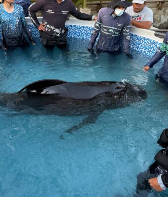 Taganga/ Centro de Rescate de Fauna Marina atiende varamiento de Delfín Calderón