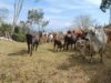 Pérdidas por El Niño se acercan a los $100.000 millones para los ganaderos