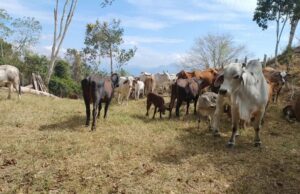 Pérdidas por El Niño se acercan a los $100.000 millones para los ganaderos