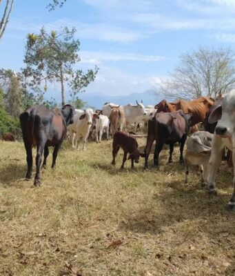 Pérdidas por El Niño se acercan a los $100.000 millones para los ganaderos