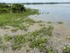 Guamal /CORPAMAG atiende mortandad de peces en Ciénaga La Tesca