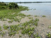 Guamal /CORPAMAG atiende mortandad de peces en Ciénaga La Tesca