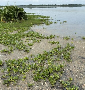Guamal /CORPAMAG atiende mortandad de peces en Ciénaga La Tesca