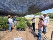 CORPAMAG inicia restauración de áreas degradadas de la Ciénaga Grande